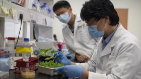 Сингапурские учёные открыли механизм действия «убийц урожая»